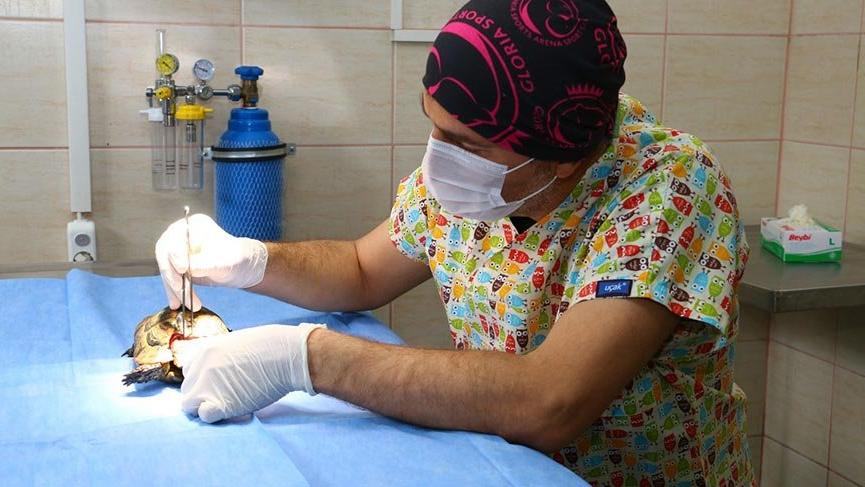 Kabuğu kırılan kaplumbağaya tıbbi müdahale