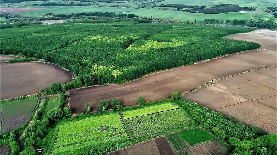 Corona virüsü biyoçeşitliliği artırdı, yavru sayısı pik yaptı
