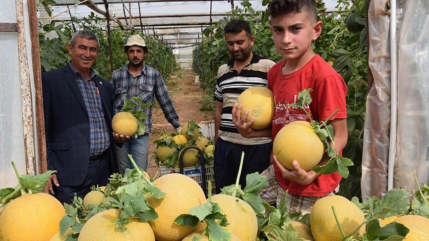 Kavun üreticinin yüzünü güldürüyor
