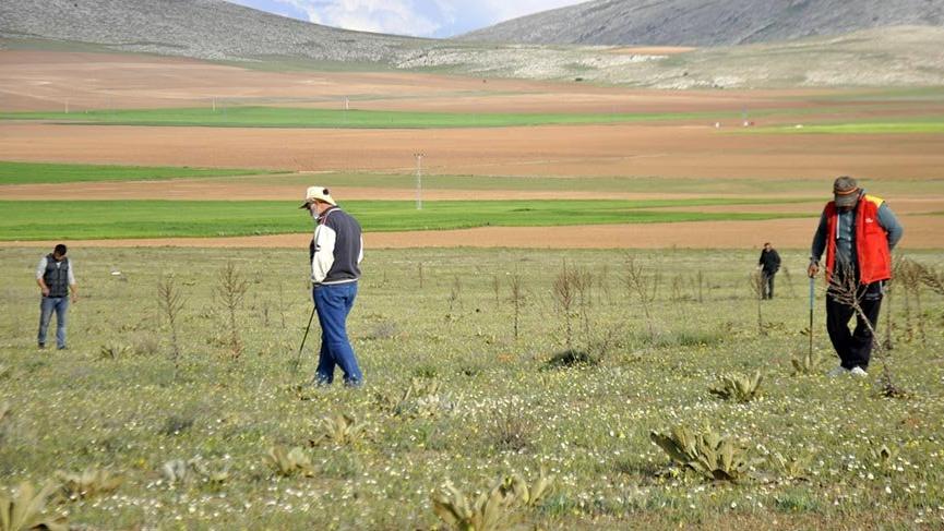 Kilosu 200 lirayı bulan domalan mantarını karış karış arıyorlar
