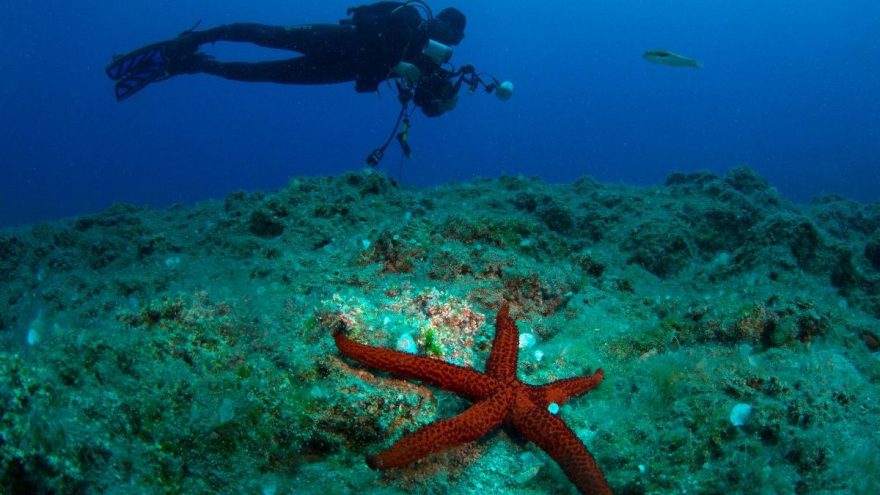 Kemer Sualtı Günleri online olarak düzenlenecek