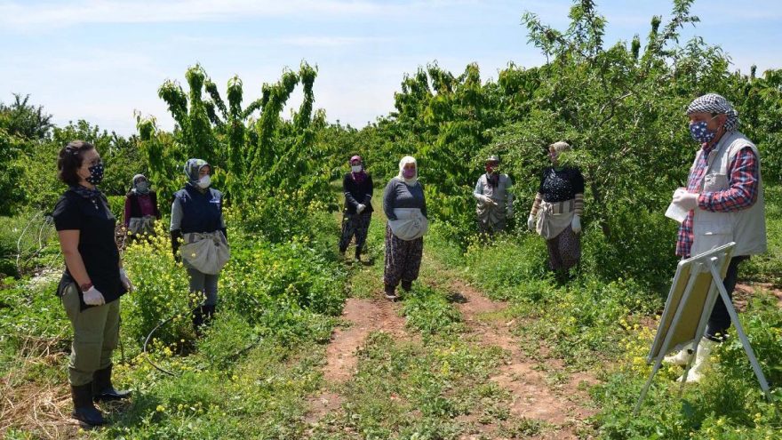 Emekli öğretmenden tarım işçilerine hasat öncesi virüs dersi