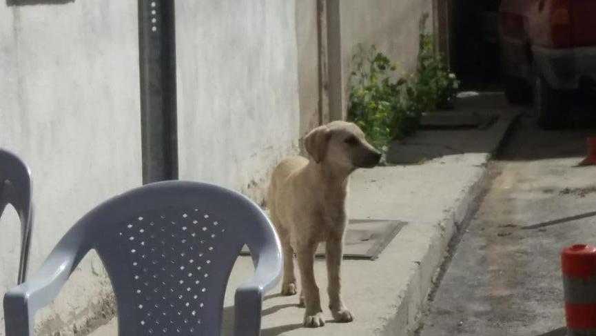 Sıkışan köpek, duvar delinerek kurtarıldı