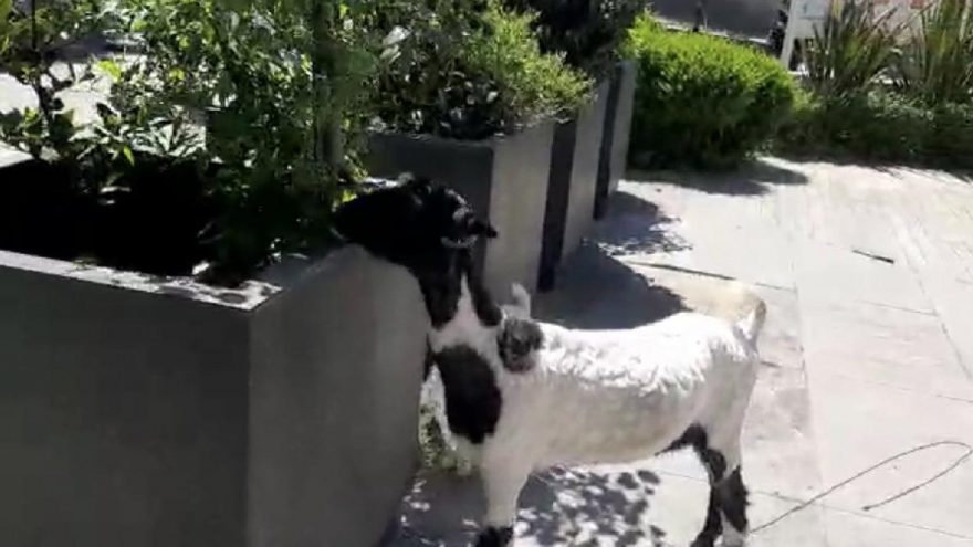 Plazaların arasında keçi ve kuzusunu otlattı