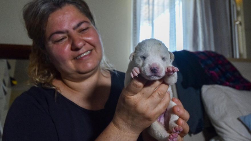 Anneleri öldürülen köpekleri, biberonla besleyip hayata bağladı