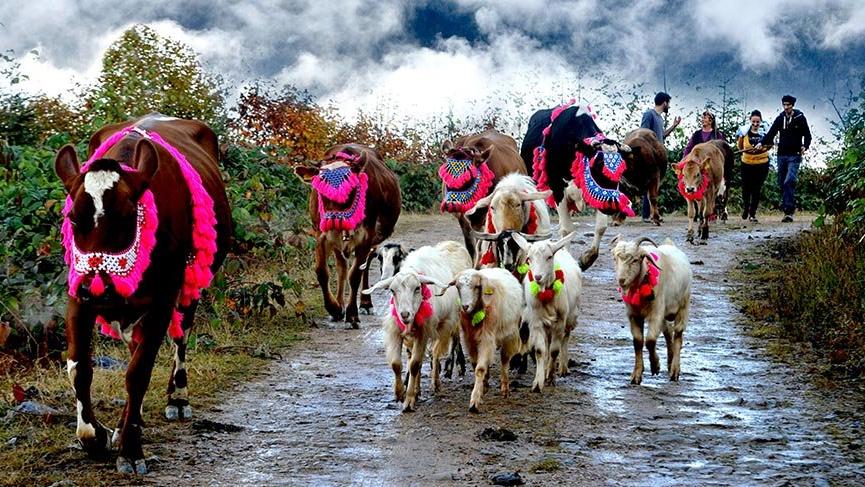 Karadeniz’de yaylalara yolculuk erken başladı