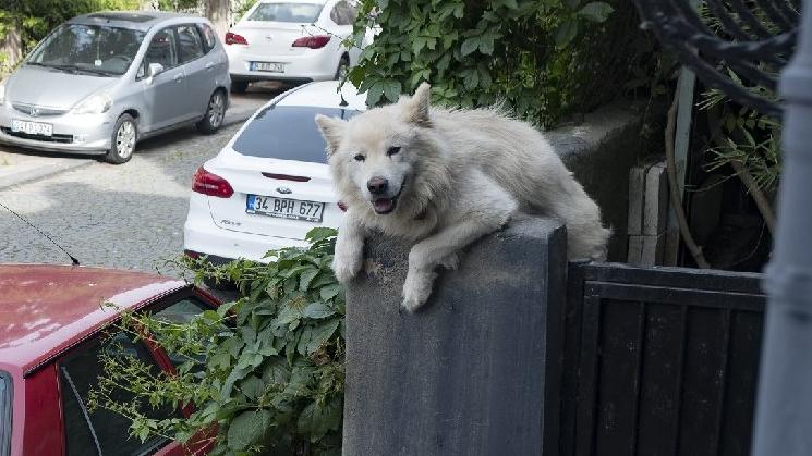 Meşhur köpek Rocky’ye “Mahallenin muhtarı” diyorlar