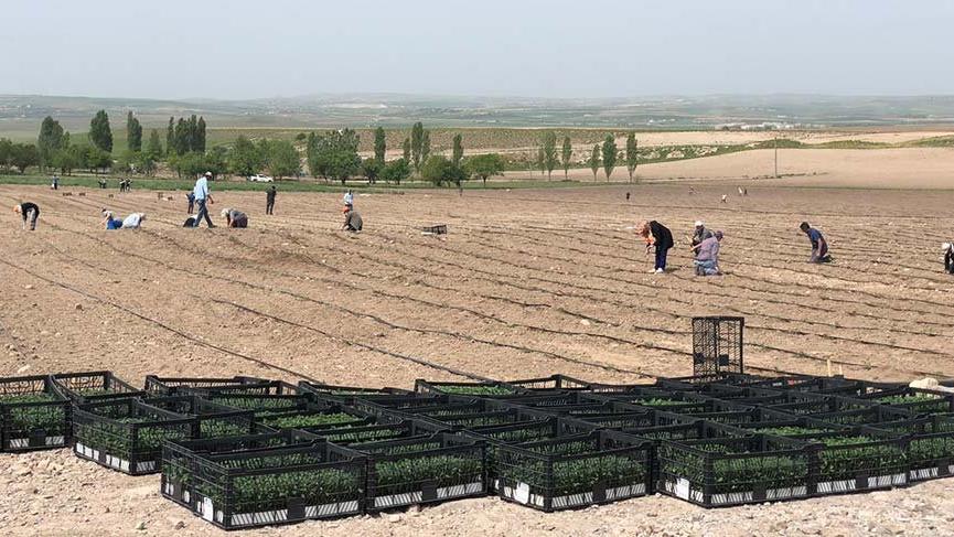 Yüzlerce dönüme ekilenler halka ücretsiz dağıtılacak