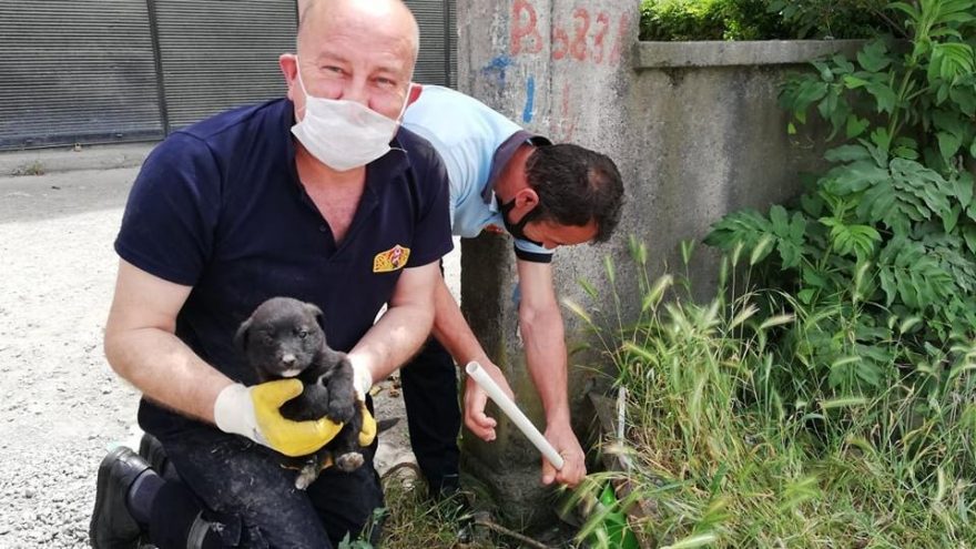 Kurtarılan yavru köpek, annesiyle buluşturuldu