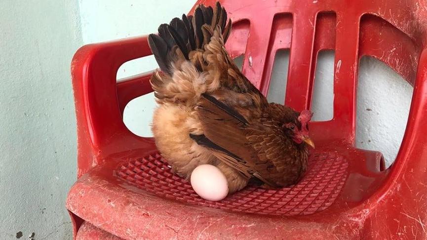 Rahatına düşkün tavuk sandalyeden başka yerde yumurtlamıyor