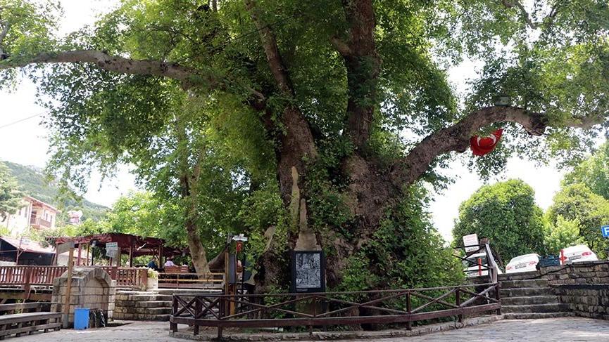 3 bin yıllık ve kutsal olduğuna inanılan ‘Musa Ağacı’na ziyaretçi akını