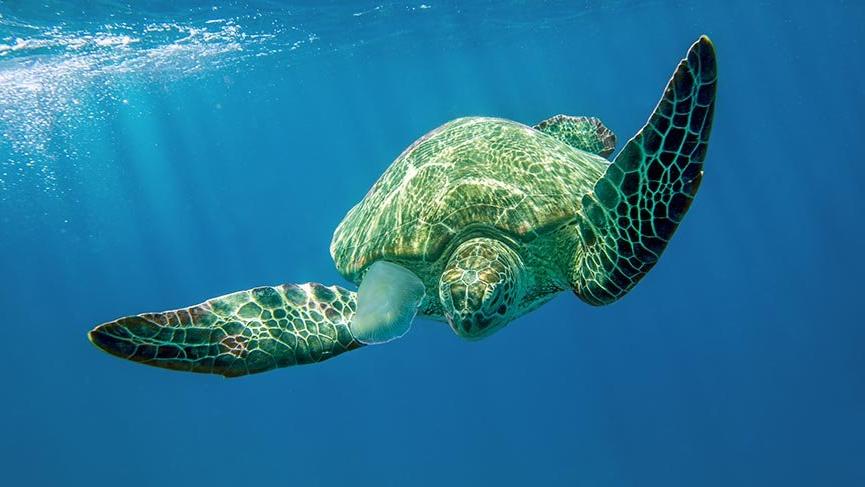 Caretta carettaları koruma protokolü imzalandı