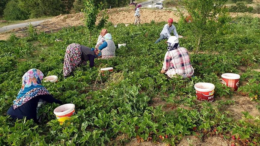 Dağ çileğinin hasadına başlandı