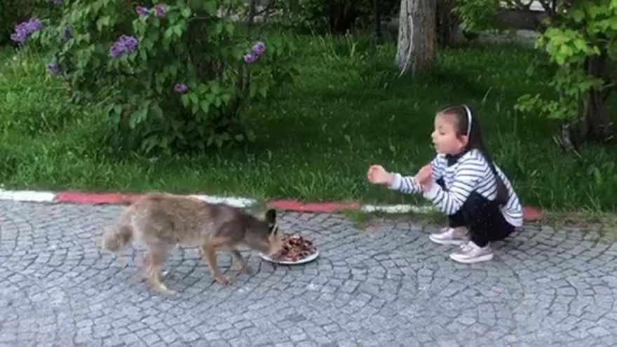 Minik Ela, tilkileri elleriyle besliyor