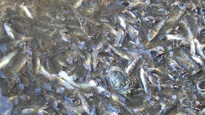 Küçükçekmece Gölü'nde binlerce balık neden öldü? - Güncel haberler
