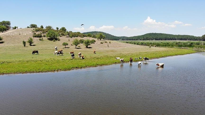 1100 rakıma sahip Yayla Gölü