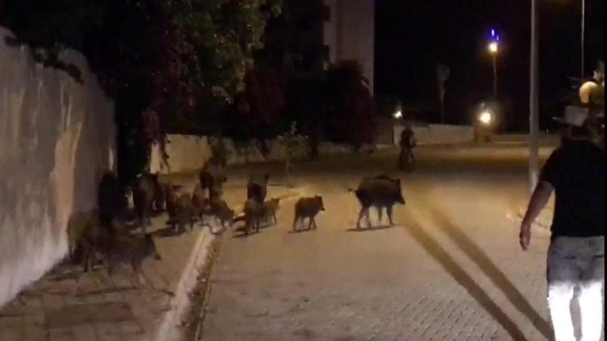 Marmaris’te ilçe merkezine inen yaban domuzları için ‘domuz timi’ kurulsun çağrısı