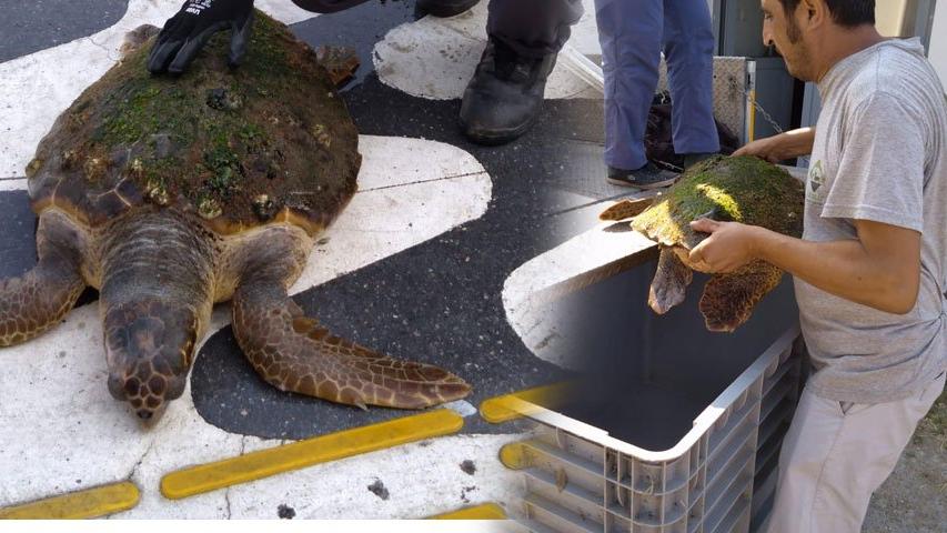 Yolunu kaybeden caretta caretta İzmir Körfezi’nde kıyıya vurdu