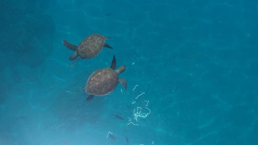 Tekneden caretta carettaları beslediler