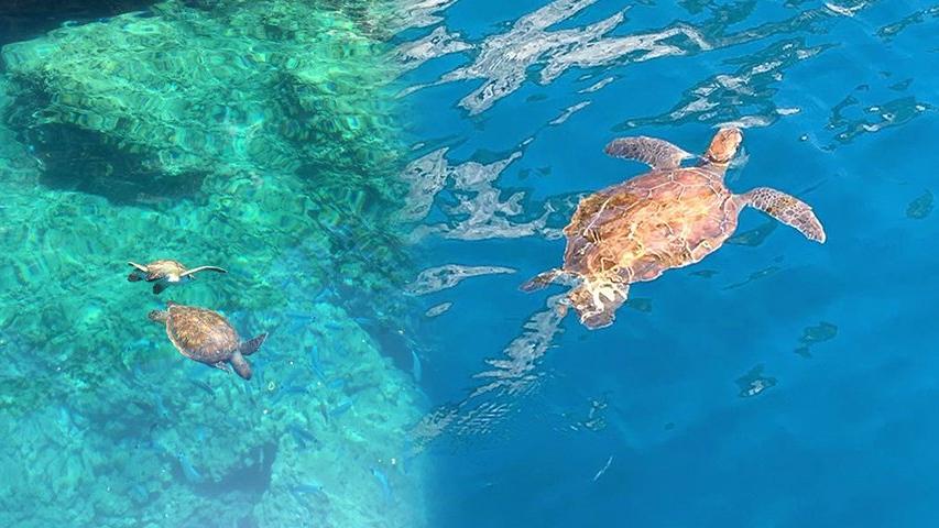 Tekneden caretta carettaları beslediler