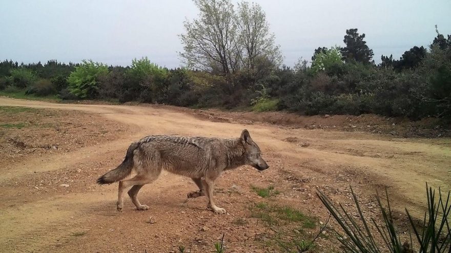 Yalova’da yaban hayat fotokapanlarla görüntülendi