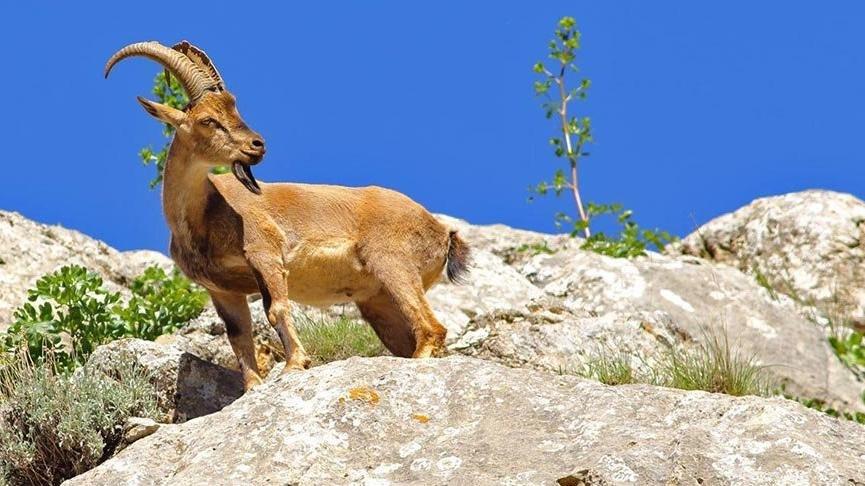 Yaban keçilerinin avlanması için açılan ihaleye tepki!