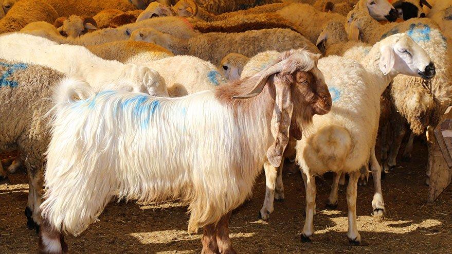 Kurban Bayramı ne zaman başlayacak, ne zaman bitecek? Kurban Bayramı arefe günü ne zaman?