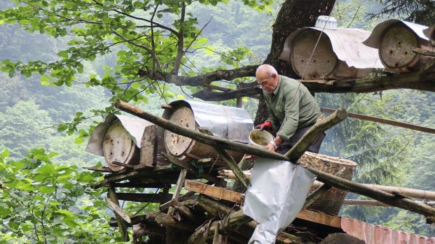 Karadeniz’de karakovan bal üretimi geleneği sürüyor