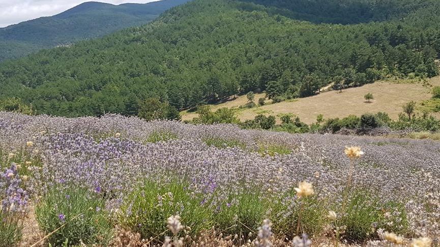Oksijen deposu ve endemik bitkileriyle meşhur Kazdağları’nda tıbbi aromatik lavantalar yetiştiriliyor