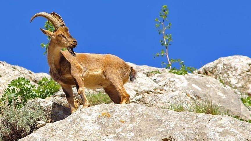 Koruma altındaki dağ keçilerini avlatmak için açılan ihale davalık oldu