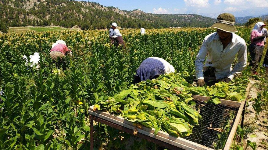 Tütün yasası çiftçiyi vuracak