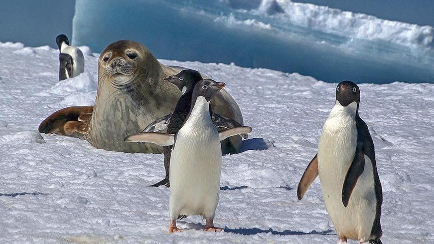Adlarını kutup araştırmacısının karısından alan Adelie penguenleri