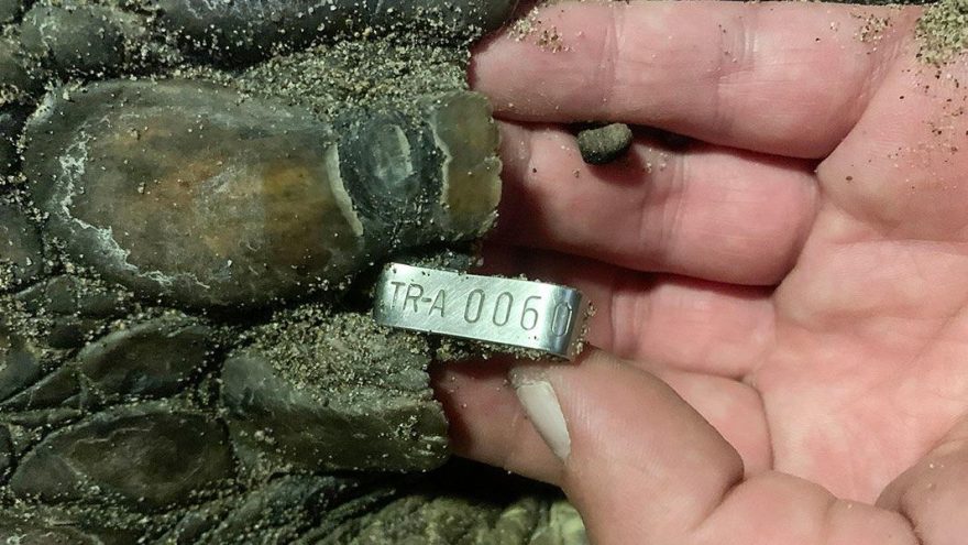 21 yıl sonra aynı sahile yumurta bıraktı