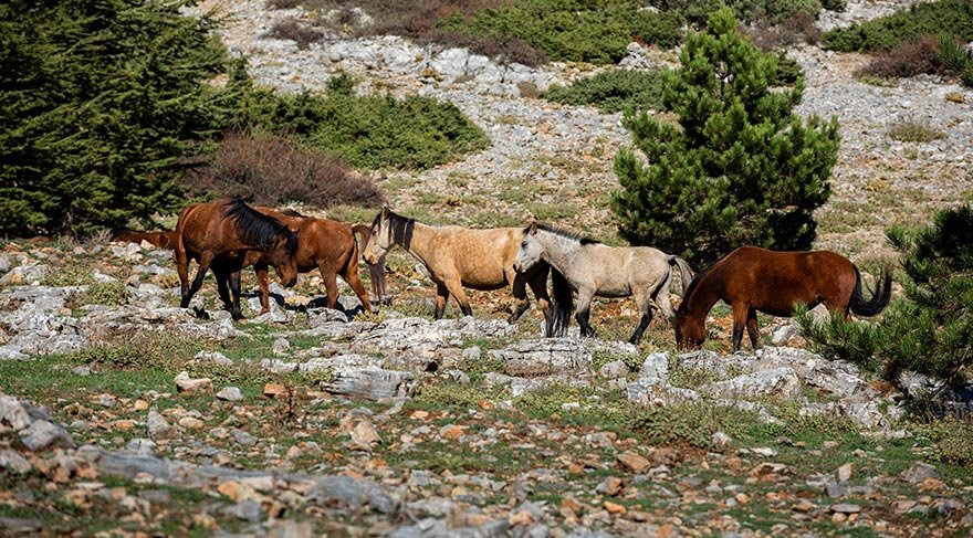 Ege Bölgesi'nin oksijen depolarından Spil Dağı, Manisa ile İzmir il sınırları arasında, Manisa’nın güneyinde yer alıyor.