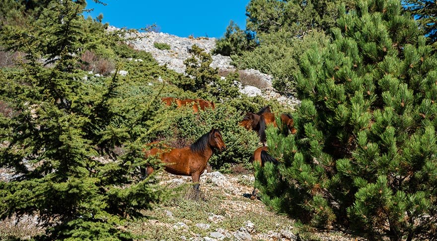 Mitolojiye göre, Spil Dağı adını Anadolu’nun eski ana tanrıçası Kybele (Spilene) ve Frigya Kralı Menos’un kızı olan Sibel’den almış.