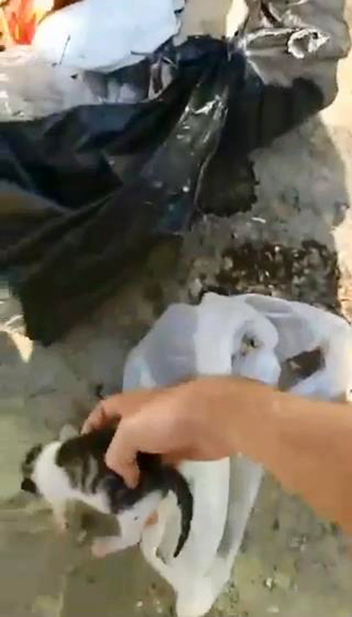 2 günlük yavru kediyi poşete koyup çöpe attılar Güncel yaşam haberleri