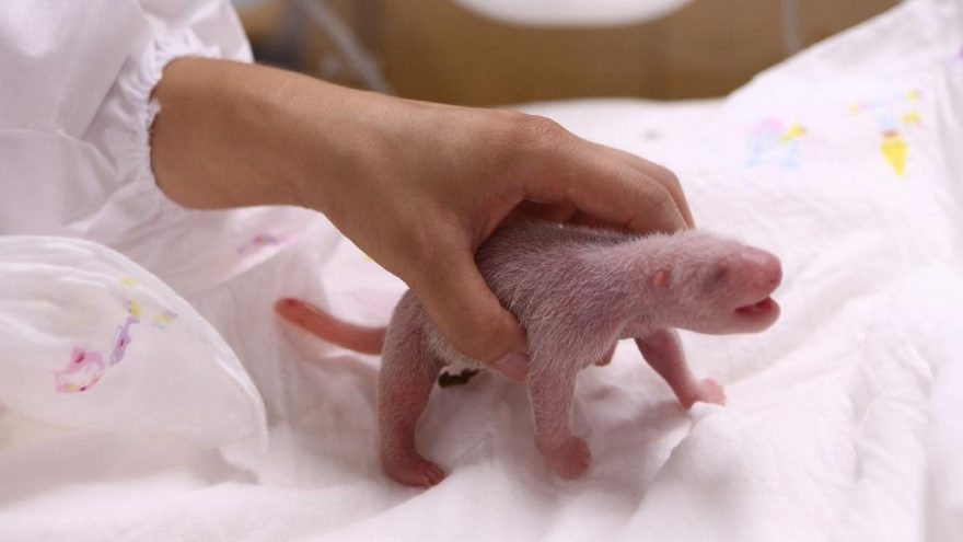 Güney Kore’de dev panda dişi bir yavru doğurdu