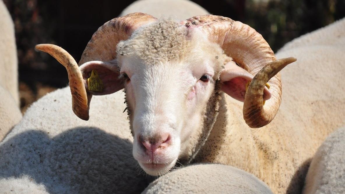 Metro Turkiye De Kurbanlik Satislari Basladi Ekonomi Haberleri