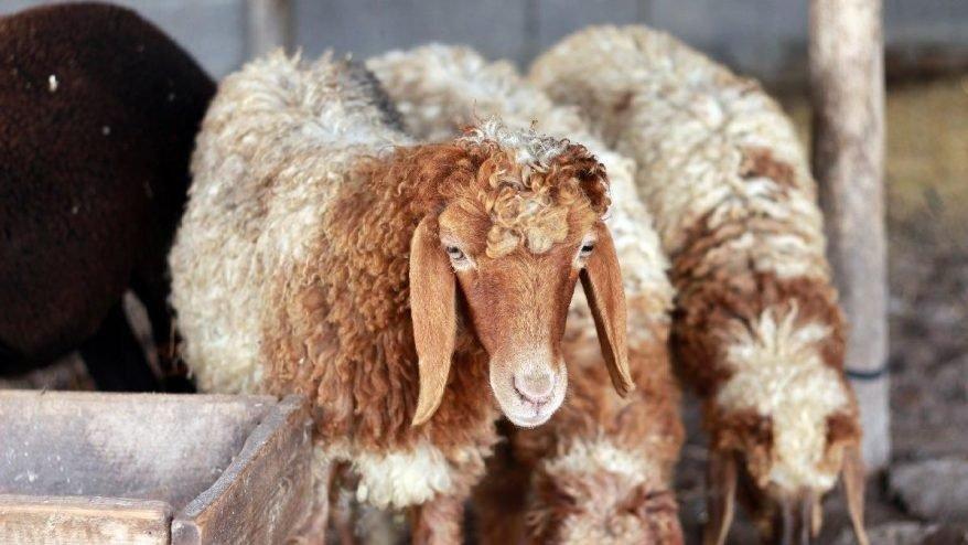 Bayramda sokağa çıkma yasağı olacak mı? Kurban Bayramı geri sayım!