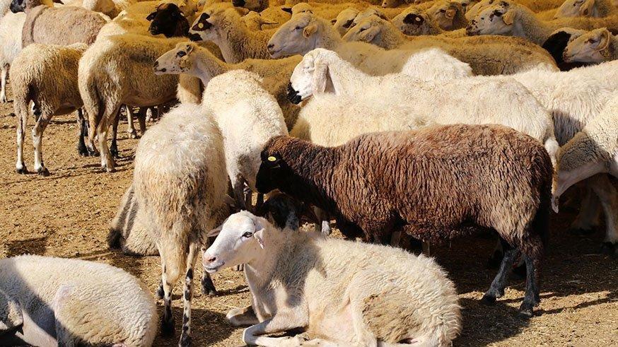 Bayrama günler kala Diyanet’ten kurbanlık uyarısı!