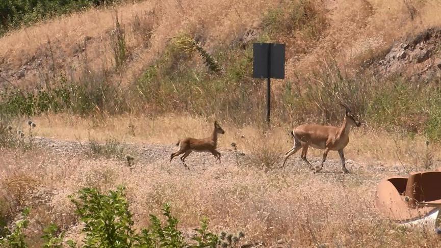 Koruma altındaki yaban keçisi, yavrusuyla görüntülendi