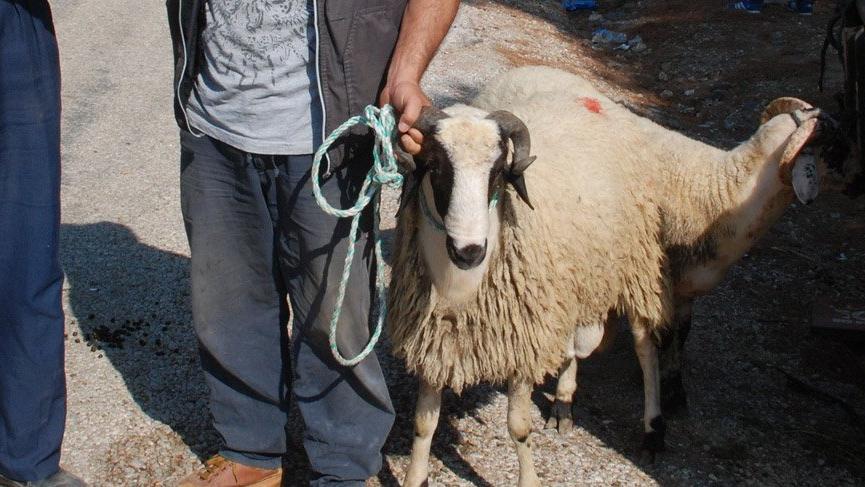 Kredi kartıyla kurban kesilir mi? Kredi çekip kurban alınabilir mi?