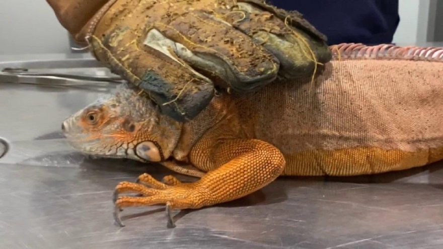 Üsküdar’da 125 santimlik iguana bulundu