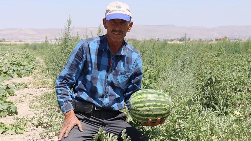 Olmaz denilen çorak topraklarda organik kavun karpuz yetiştirdiler