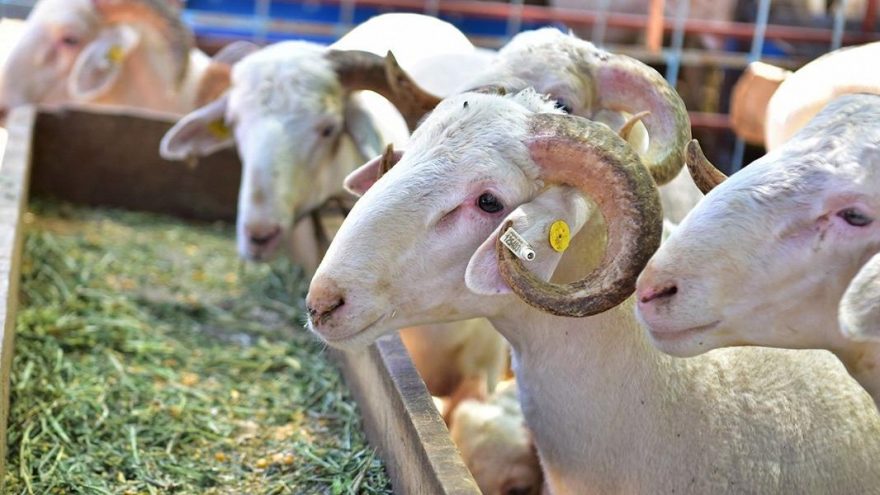 Sağlık Federasyonu, kurban kesimi ve dağıtımı sırasında uyulması gereken kuralları açıkladı