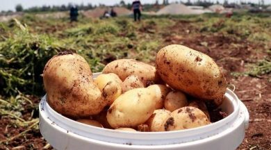 chp li gurer 1 ton patates 1 ceyrek altin etmiyor ekonomi haberleri