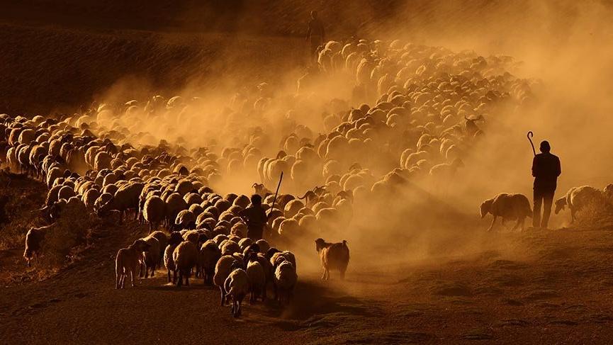 15 kilometrelik tozlu yolculuk süt sağımıyla son buluyor