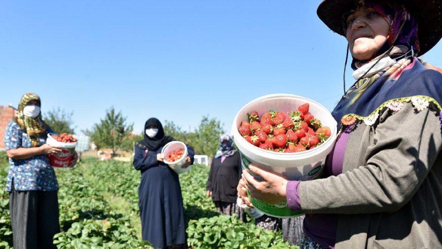Belediye desteği ile çilek yetiştiren kadınlar, bir sezonda tam 5 kez hasat yapıyor