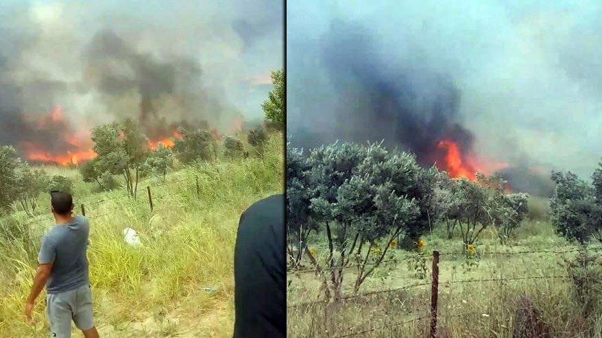 Tekirdağ’da korkutan yangın! 100 dönüm zeytinlik alan kül oldu