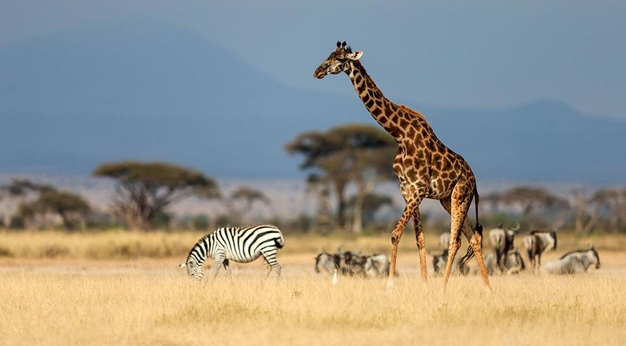 Afrika'nın en yüksek zirvesi olan 5.895 metre yüksekliğindeki Kilimanjaro Dağını da sınırları içerinde barındıran Amboseli Milli Parkı, 39.206 hektarlık bir alanı kapsıyor.
